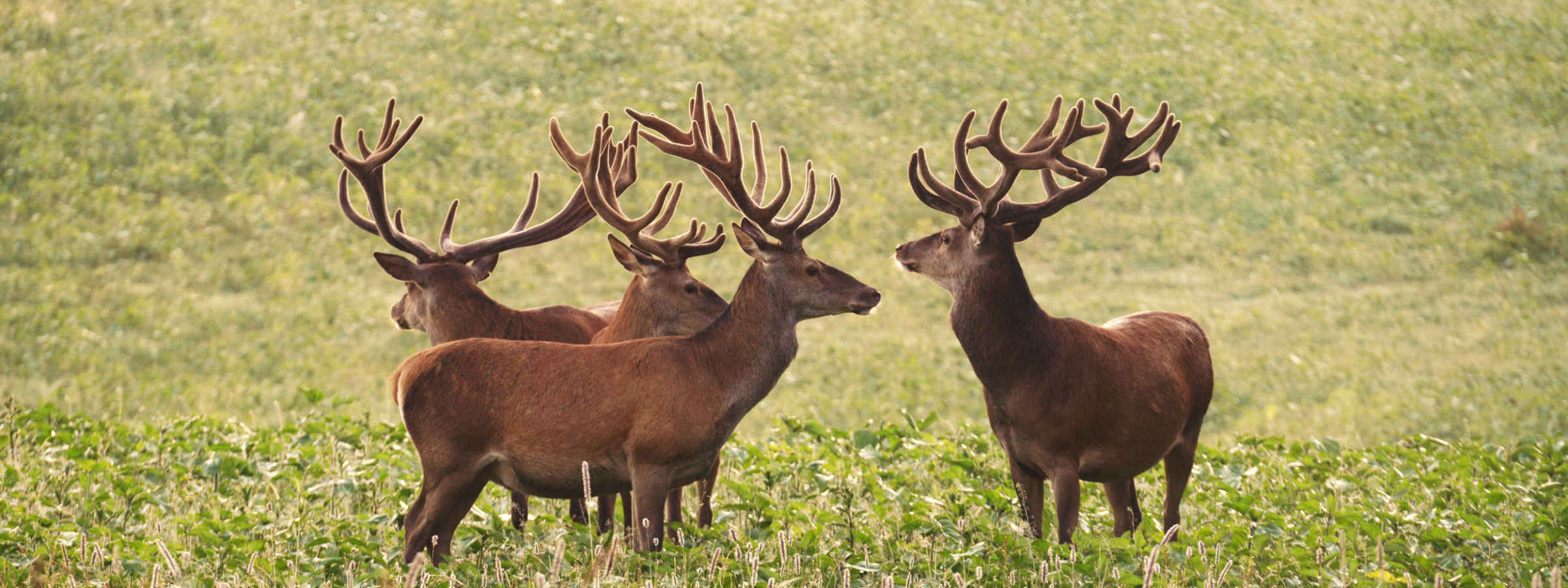 Hirsche auf einem Feld