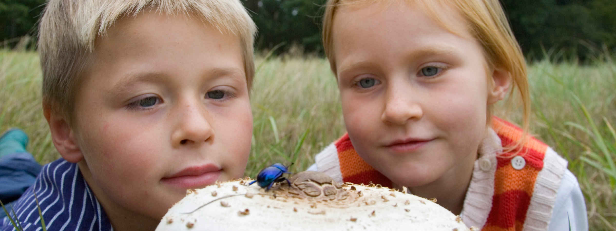 Mädchen und Junge beobachten Käfer