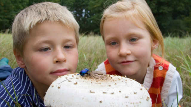 Mädchen und Junge beobachten Käfer