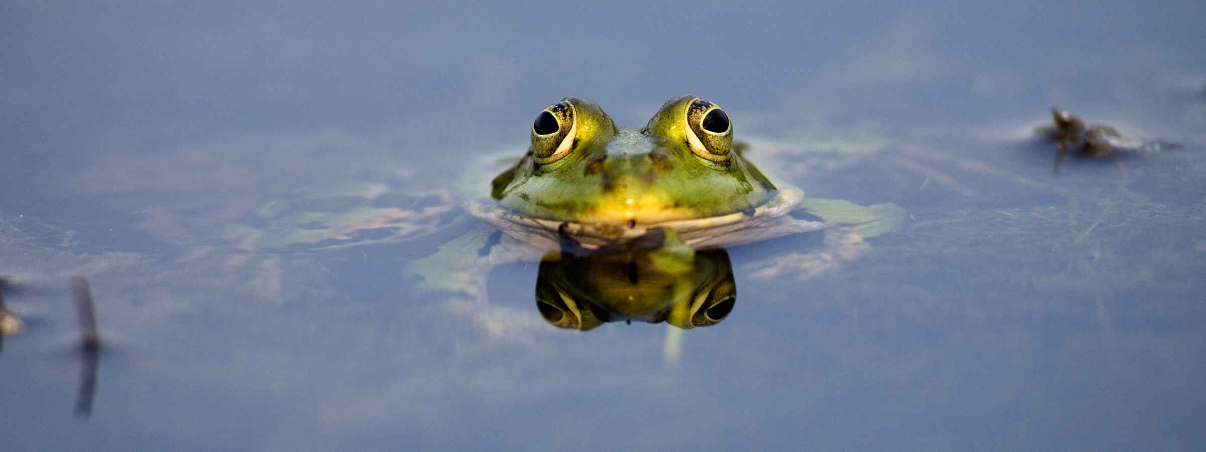 Wasserfrosch knapp über Wasser