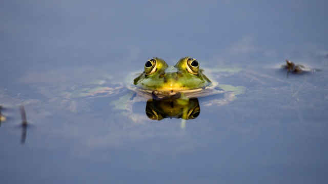 Wasserfrosch knapp über Wasser