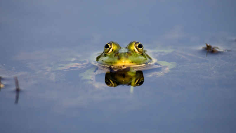 Wasserfrosch knapp über Wasser