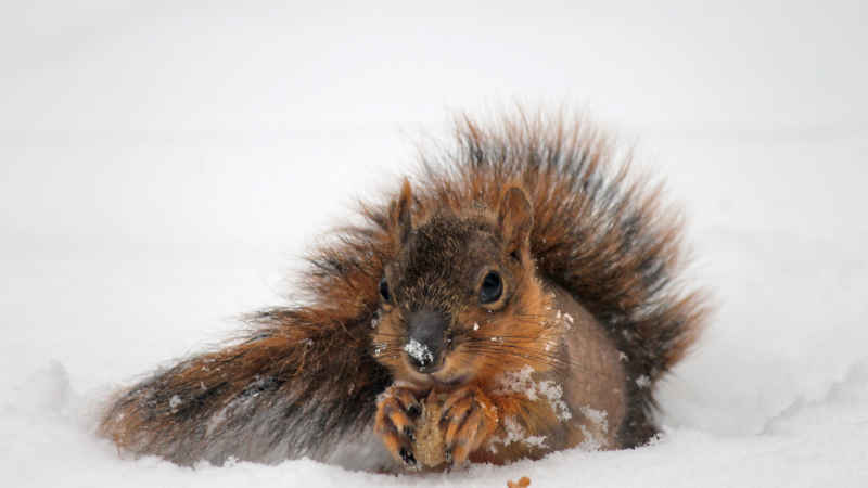 Eichhoernchen im Winter