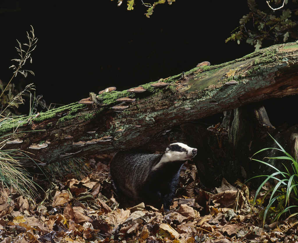 Dachs bei Nacht