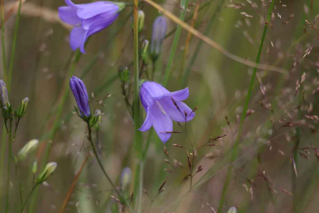 Rundblättrige Glockenblume